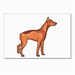 Doberman Postcards 5  x 7  (Pkg of 10)