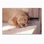 Golden Retriever Puppy Postcards 5  x 7  (Pkg of 10)