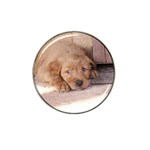 Golden Retriever Puppy Hat Clip Ball Marker (10 pack)