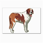 St. Bernard Postcard 4  x 6 