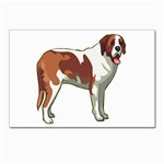 St. Bernard Postcards 5  x 7  (Pkg of 10)