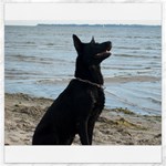 Black German Shepherd Canvas 16  x 16  (Unframed)