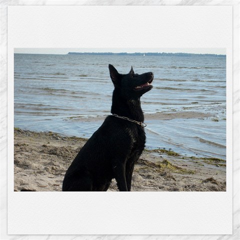 Black German Shepherd Canvas 20  x 20  (Unframed) from ArtsNow.com 19 x19.27  Canvas - 1