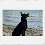 Black German Shepherd Canvas 20  x 20  (Unframed)