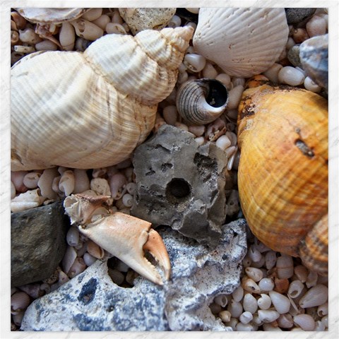 Beach Treasures Canvas 20  x 20  (Unframed) from ArtsNow.com 19 x19.27  Canvas - 1