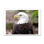 Bald Eagle Sticker A4 (100 pack)