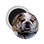 English Bulldog 2.25  Magnet