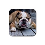 English Bulldog Rubber Coaster (Square)