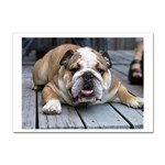 English Bulldog Sticker A4 (100 pack)