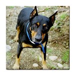 doberman pinscher Tile Coaster