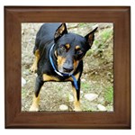 doberman pinscher Framed Tile