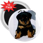 cute pup 3  Magnet (10 pack)