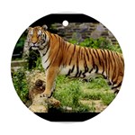 tiger1 Ornament (Round)