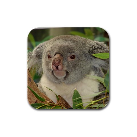 Koala Bear Rubber Square Coaster (4 pack) from ArtsNow.com Front