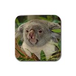 Koala Bear Rubber Square Coaster (4 pack)