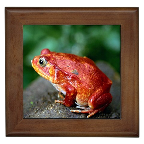 Red Frog Framed Tile from ArtsNow.com Front