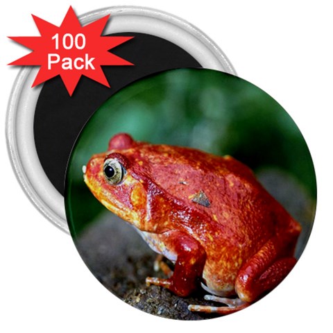 Red Frog 3  Magnet (100 pack) from ArtsNow.com Front