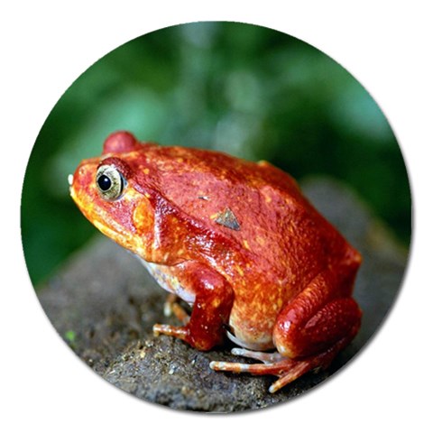 Red Frog Magnet 5  (Round) from ArtsNow.com Front