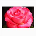 Pure Beauty Rose Postcards 5  x 7  (Pkg of 10)