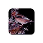 Chaffinch Bird Rubber Square Coaster (4 pack)