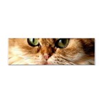 cat mischief 960 808 Sticker Bumper (100 pack)
