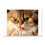 cat mischief 960 808 Sticker A4 (100 pack)
