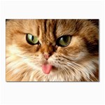 cat mischief 960 808 Postcard 4 x 6  (Pkg of 10)