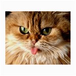 cat mischief 960 808 Glasses Cloth