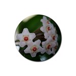 Hoya Rubber Round Coaster (4 pack)