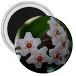 Hoya 3  Magnet
