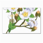 flower038 Postcards 5  x 7  (Pkg of 10)