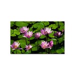 Water lilies Sticker (Rectangular)