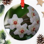 Hoya Ornament (Round)