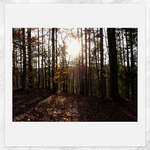 Forest 19 x19.27  Canvas - 1
