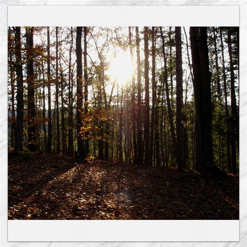 Forest 15.2 x15.41  Canvas - 1