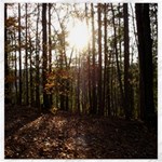 Forest - Pa Grand Canyon ~Leo Harris St Park by Ave Hurley - Canvas 12  x 12 
