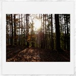 Forest - Pa Grand Canyon ~Leo Harris St Park by Ave Hurley - Canvas 20  x 20 