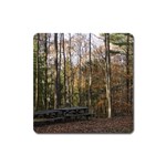 Pa Grand Canyon East Rim Trees 8 Magnet (Square)