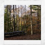 Pa Grand Canyon East Rim Trees 8 Canvas 8  x 10 