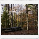 Pa Grand Canyon East Rim Trees 8 Canvas 16  x 16 