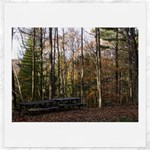 Pa Grand Canyon East Rim Trees 8 Canvas 20  x 20 