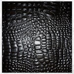 Black Alligator Leather Pattern Canvas 12  x 12 