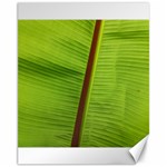 Ensete leaf Canvas 11  x 14  