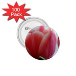 Red - White Tulip flower 1.75  Buttons (100 pack) 