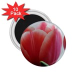 Red - White Tulip flower 2.25  Magnets (10 pack) 