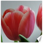 Red - White Tulip flower Canvas 12  x 12  