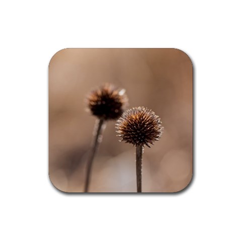 Withered Globe Thistle In Autumn Macro Rubber Coaster (Square)  from ArtsNow.com Front