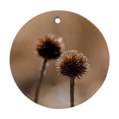 Withered Globe Thistle In Autumn Macro Round Ornament (Two Sides)  from ArtsNow.com Back