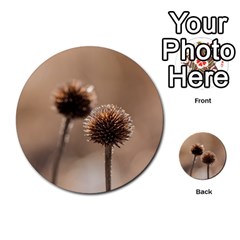 Withered Globe Thistle In Autumn Macro Multi Back 8