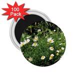 White Daisy flowers 2.25  Magnets (100 pack) 